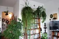 Janela da Paulista, com Plantas mil e dois pássaros voando soltos!