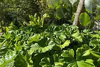 Casa com jardim tropical - Ideal para Cursos,Palestra, Filmagens e Eventos